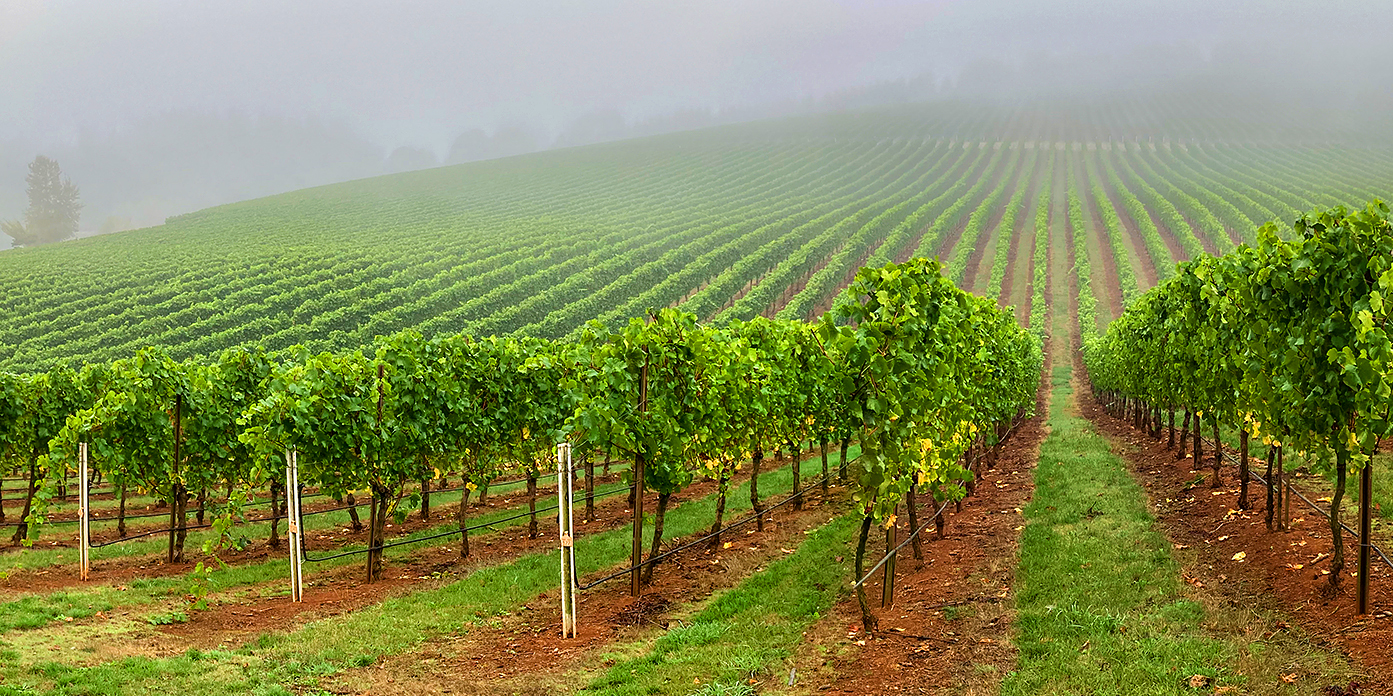 Travel Lane County Secures Wine Country License Plate Grant