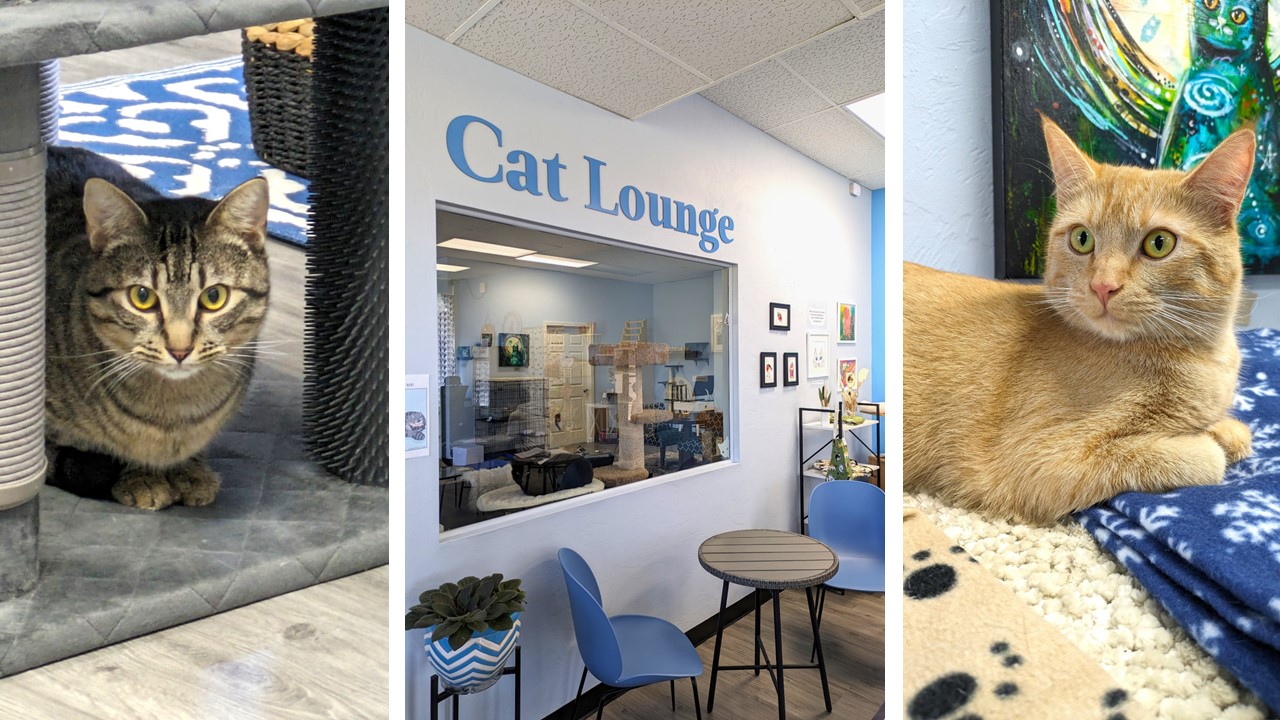 New Member Profile: Eugene Springfield Cat Lounge - Springfield Bottom Line